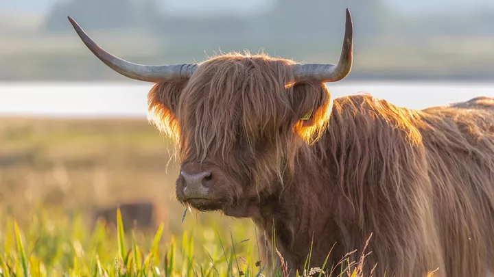 HairyCoo